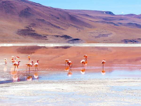 Full Day Laguna Colorada